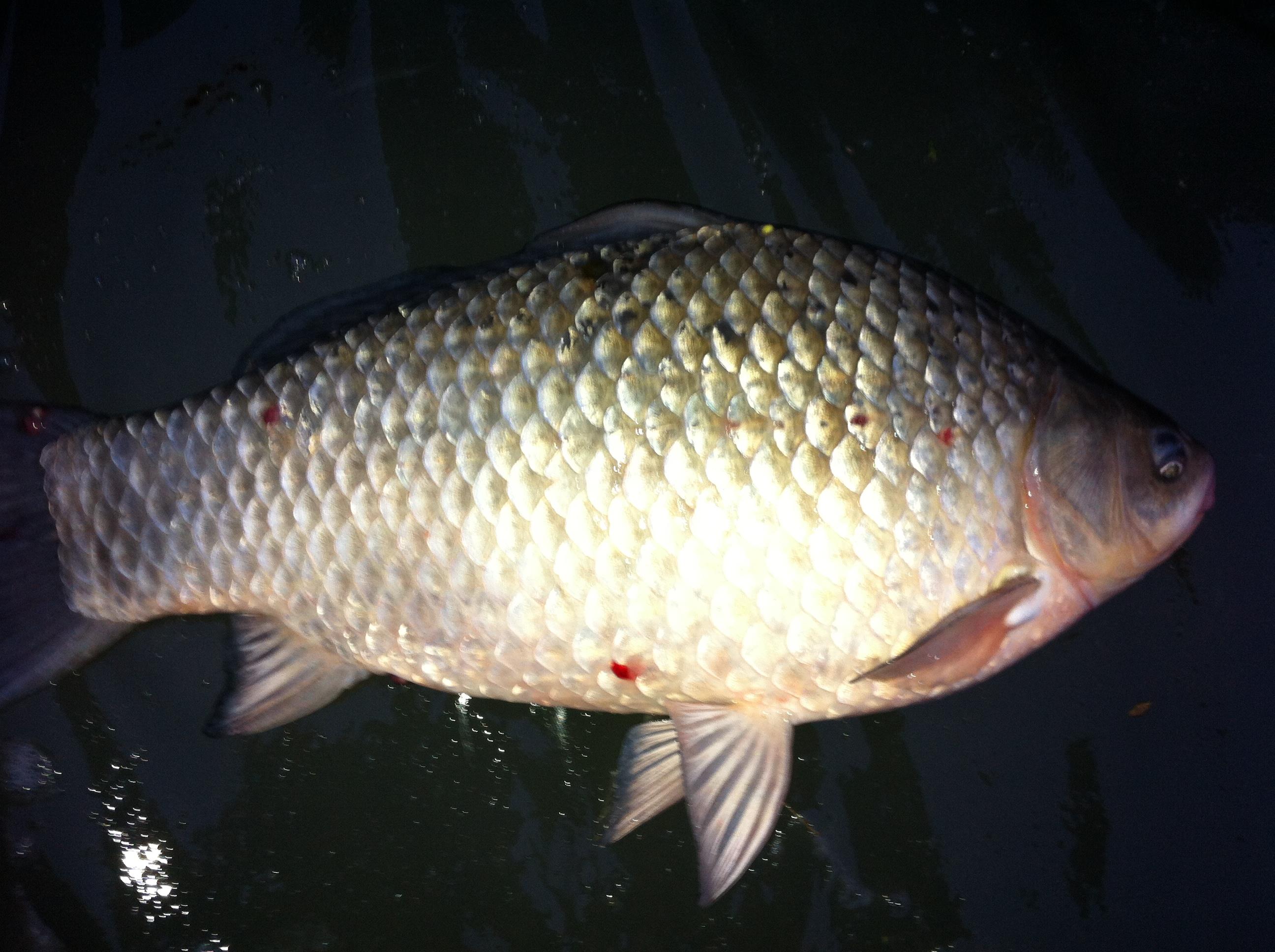 Moara Vlasiei - 2180.JPG